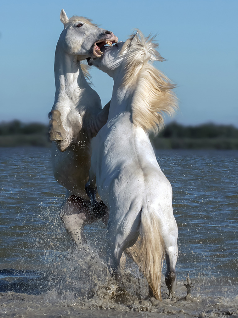 Eric Causse - Eric CAUSSE Horses 6